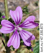The flower of the mallow (Mallow woodland) is a wild plant from the mallow family. The flower has five petals of a soft purple hue with dark purple veins, which create a sense of depth and texture. In the center are anthers with pollen, some of which has already fallen off. The petals are slightly velvety, and the flower itself looks directly into the lens, which gives the photo a sense of closeness to nature. In the background are soft greenery and blurred earth, which do not distract attention from the main character. Стоковое фото, фотограф Анна Кривицкая / Фотобанк Лори
