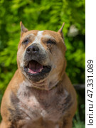 The adult dog looks lively and joyful: the mouth is open, the tongue is sticking out, the eyes are narrowed, creating the impression of a smile. In the background there is lush greenery, the sunlight softly illuminates the muzzle, emphasizing the texture of the fur and the kind, slightly tired, but warm character of this animal.The dog gives the impression of being grateful and affectionate, despite the visible traces of a difficult fate. The photo fills with a feeling of respect for the experience and trepidation from the simple happiness of being near a person. Стоковое фото, фотограф Анна Кривицкая / Фотобанк Лори
