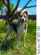 A large dog with a kind and attentive expression on its face. Its fur is of medium length, thick, and tricolor: gray and white with black spots. The dog has erect ears with soft tips, expressive dark eyes, and a slightly protruding tongue - it has probably just been walking or playing. The dog is standing against a background of green grass and trees, illuminated by bright sunlight. The atmosphere of the frame is warm, summery, filled with life and nature. The animal looks healthy, cheerful, and friendly. Стоковое фото, фотограф Анна Кривицкая / Фотобанк Лори