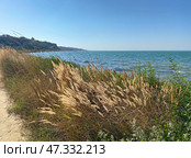 Ковыль на берегу Азовского моря, Тамань, Краснодарский край (2023 год). Стоковое фото, фотограф Мария Кылосова / Фотобанк Лори