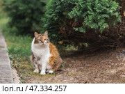 A stray animal. A multicolored, abandoned, hungry cat is sitting outside. Shelter, rescue, charitable assistance, donations for homeless animals. Стоковое фото, фотограф Photojuli / Фотобанк Лори