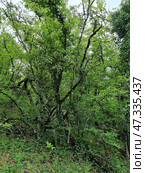 A fragment of a Crimean forest in the foothills, filled with dense greenery. In the center of the frame is a spreading tree with curved branches covered with moss and lichen. The forest seems wild and almost untouched: intertwined branches, thickets of bushes, a carpet of grasses and spring flowers below, among which purple and blue shades are noticeable. Light breaks through the dense foliage, creating soft, diffused lighting. The atmosphere is silence, humidity, light cool air and a feeling of solitude, as if this forest holds ancient secrets. Стоковое фото, фотограф Анна Кривицкая / Фотобанк Лори