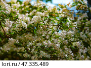An elegant flowering plant, the branches of which are densely covered with small bell-shaped flowers of a delicate white-pink hue. The flowers are collected in loose inflorescences, and between them are slender green leaves. Sunlight breaks through the foliage, creating a play of light and shadow. This photo could have been taken in the Nikitsky Botanical Garden, where rare and decorative species are collected, and this plant looks like a weigela or abelia - both species are presented in the garden's collection. Стоковое фото, фотограф Анна Кривицкая / Фотобанк Лори