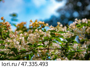 An elegant flowering plant, the branches of which are densely covered with small bell-shaped flowers of a delicate white-pink hue. The flowers are collected in loose inflorescences, and between them are slender green leaves. Sunlight breaks through the foliage, creating a play of light and shadow. This photo could have been taken in the Nikitsky Botanical Garden, where rare and decorative species are collected, and this plant looks like a weigela or abelia - both species are presented in the garden's collection. Стоковое фото, фотограф Анна Кривицкая / Фотобанк Лори
