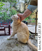 A pale red stray cat, who is enjoying the caress of a human hand. His eyes are half-closed, he is relaxed and, it seems, has been waiting for this warm gesture for a long time. The cat's fur is fluffy, but a little unkempt - traces of street life are visible. The cat is sitting on a concrete floor, and nearby are boxes, plants, a fence. This creature, having experienced loneliness and, perhaps, hunger, responds to kindness with trust and hope. Стоковое фото, фотограф Анна Кривицкая / Фотобанк Лори