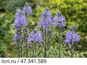 Camassia leichtlinii Caerulea flower in a garden. Стоковое фото, фотограф Ольга Сейфутдинова / Фотобанк Лори