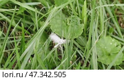 White Pterophorus (Pterophorus pentadactyla). The second name is the five-fingered fingerwing. Pterophorus is a type of butterfly that cannot fold its wings. The insect is white, thin and graceful. Стоковое видео, видеограф Andrew_Swarga / Фотобанк Лори