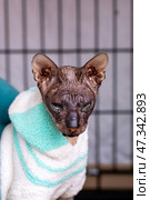 A hairless cat is snugly wrapped in a warm towel, gazing at the camera. Стоковое фото, фотограф Аксенова Вера / Фотобанк Лори