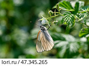 Боярышница (лат. Aporia crataegi) — бабочка из семейства белянок (Pieridae). Гусеницы являются вредителями плодовых культур. Окраска крыльев белая, с выраженными чёрными жилками. Стоковое фото, фотограф Александр Тараканов / Фотобанк Лори