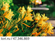 Yellow daylilies growing in the garden in summer. an ornamental plant for the garden. Стоковое фото, фотограф Есич Елена / Фотобанк Лори