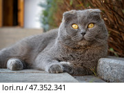 Серая шотландская вислоухая кошка с желтыми глазами отдыхает перед входом в дом. Стоковое фото, фотограф Pukhov K / Фотобанк Лори