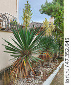 Flowers Yucca filamentosa in front of the south villa. Стоковое фото, фотограф Саблин Станислав / Фотобанк Лори