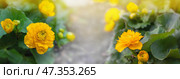 Caltha palustris Multiplex marsh marigold with bright yellow flowers surrounded by green leaves, in the garden. Стоковое фото, фотограф Оксана Медведева / Фотобанк Лори
