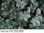 Geranium cantabrigiense karmina top view of leaf background. flowering plants, a group of ornamental cranesbill leaves in the garden. Стоковое фото, фотограф Оксана Медведева / Фотобанк Лори