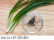 Seeds of spicy salad onion in petri dish and green long leaves fresh organic vegetable onions on wooden cutting board. Seeds before sowing in kitchen garden. Flat lay, close-up, top view. Стоковое фото, фотограф Виктория Катьянова / Фотобанк Лори