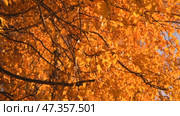 Yellow autumn birch leaves. Background of bright foliage in the wind. Seasonal weather. Picturesque nature in a birch grove. Стоковое видео, видеограф Дмитрий Кобзев / Фотобанк Лори