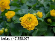 Caltha palustris Multiplex marsh marigold with bright yellow flowers surrounded by green leaves, in the garden. Стоковое фото, фотограф Оксана Медведева / Фотобанк Лори