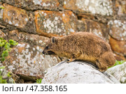 Капский даман (Procavia capensis) сидит на камнях (2014 год). Стоковое фото, фотограф Анна Ефимова / Фотобанк Лори