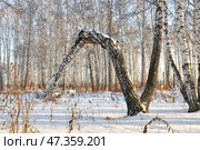 Зимний заснеженный лес с большой сломанной березой. Стоковое фото, фотограф Александр Тараканов / Фотобанк Лори