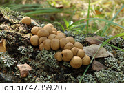 Грибы-дождевики (лат. Lycoperdon) растут на старой упавшей березе среди лесного мха. Стоковое фото, фотограф Наталья Сухорукова / Фотобанк Лори