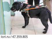 Собака-поводырь незрячего человека. Стоковое фото, фотограф Наталья Шатохина/NEWS.ru / ТАСС / Фотобанк Лори