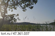 Sunset on a forest lake. Late summer evening. Small waves on the surface of the lake. The sky is clear and cloudless. A light wind sways the reeds and tree leaves. A forest grows on the other bank. Стоковое видео, видеограф Andrew_Swarga / Фотобанк Лори