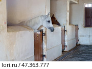 Doha, Qatar- Jan 14 2024, a close up view of the funny horses head sticking out of the stalls, in the Qatari Royal Emir's Stables, in Souq Waqif area, at daytime, Doha, Qatar. Редакционное фото, фотограф Сергей Богомяко / Фотобанк Лори
