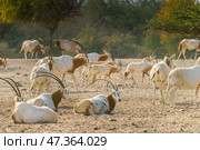 Sir Bani Yas Island, United Arab Emirates - Jan 18 2024, close-up view of a herd of saber-horned antelopes, or Saharan oryx, resting in field at daytime, in a safari parkSir Bani Yas Island, UAE. Стоковое фото, фотограф Сергей Богомяко / Фотобанк Лори