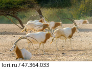 Sir Bani Yas Island, United Arab Emirates - Jan 18 2024, close-up view of a herd of saber-horned antelopes, or Saharan oryx, resting in field at daytime, in a safari parkSir Bani Yas Island, UAE. Стоковое фото, фотограф Сергей Богомяко / Фотобанк Лори