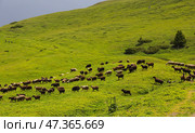 Herd of sheeps in the Tian Shan mountains in Kyrgyzstan. Стоковое фото, фотограф Юлия Белоусова / Фотобанк Лори