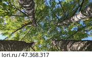 Four birches in autumn. Early autumn, the trees still have green foliage. Nearby, four tall trees with white trunks and black branches grow. Above them, a light blue sky with white clouds. Стоковое видео, видеограф Andrew_Swarga / Фотобанк Лори