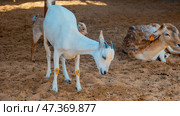 General view of a goat with the placenta still hanging, cleaning its newborn calf in the sahara desert, Merzouga. Стоковое фото, фотограф Feruza Tashmetova / Фотобанк Лори
