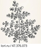 Multi-pinnate leaf of Thalictrum minus. Antique stylized illustration. Стоковое фото, фотограф Sergey Kohl / Фотобанк Лори