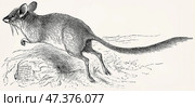 The kultarr (Antechinomys laniger). Antique stylized illustration. Стоковое фото, фотограф Sergey Kohl / Фотобанк Лори