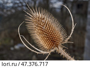 Teasel (Latin Dipsacus) has bloomed in the garden. Teasel family (Latin Dipsacoideae) is a subfamily of dicotyledonous plants of the family of Honeysuckle (Latin Caprifoliaceae). Стоковое фото, фотограф Андрей Жигальцов / Фотобанк Лори
