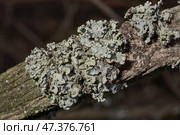 Parmelia sulcata (lat. Parmelia sulcata) - type of lichen genus Parmelee (Parmelia) family Parmeliaceae (Parmeliaceae). Стоковое фото, фотограф Андрей Жигальцов / Фотобанк Лори