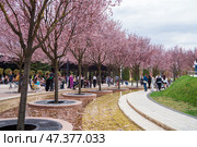Цветущая слива Нигра в парке Галицкого. Краснодар. Редакционное фото, фотограф Алексей Букреев / Фотобанк Лори