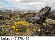 Лапчатка (Potentilla) среди камней на вершине сопки. Красивые жёлтые цветы в тундре. Флора Арктики. Растения северных регионов Сибири и Дальнего Востока России. Природа Чукотки. Крайний Север России. Стоковое фото, фотограф Андрей Степанов / Фотобанк Лори