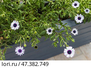 Lovely white flowers with a dark center growing in a decorative planter. Стоковое фото, фотограф EugeneSergeev / Фотобанк Лори