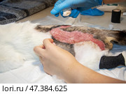 Veterinary Care Providing Comprehensive Treatment for a Wounded Animal in Need of Help. Стоковое фото, фотограф Аксенова Вера / Фотобанк Лори