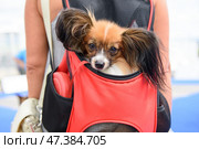 A dog of the Papillon breed sits in a red backpack behind the mistress. Стоковое фото, фотограф Екатерина Лызлова / Фотобанк Лори