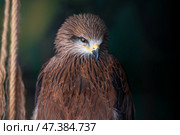 Portrait of a black kite, Milvus migrans, sitting in an aviary. Стоковое фото, фотограф Екатерина Лызлова / Фотобанк Лори