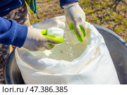 A farmer collects mineral granulated nitrogen fertilizers from a bag to feed trees in an orchard in spring. Fertilizing and caring for the garden. Стоковое фото, фотограф Коханова Наталья / Фотобанк Лори
