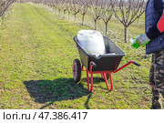 A farmer collects mineral granulated nitrogen fertilizers from a bag to feed trees in an orchard in spring. Fertilizing and caring for the garden. Стоковое фото, фотограф Коханова Наталья / Фотобанк Лори