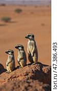 Three baby gazelles standing on a rocky hillside. Стоковое AI-видео, аниматор Sergey Grishin / Фотобанк Лори