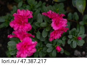 Azalea blooming beautifully in a vibrant greenhouse. Стоковое фото, фотограф Наталья Симакова / Фотобанк Лори