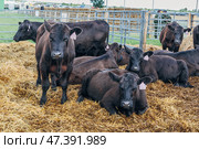 Black Angus calves in the open air. Стоковое фото, фотограф Ольга Сейфутдинова / Фотобанк Лори