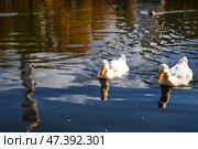 A pair of beautiful white ducks swim in the pond of the city park. Russia. Close-up of a bird in the water. Стоковое фото, фотограф Photojuli / Фотобанк Лори