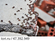 Ladybug insect invasion. Стоковое фото, фотограф Екатерина Якименко / Фотобанк Лори