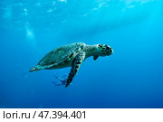 Graceful Sea Turtle Gliding Through Crystal Clear Underwater Depths in Vibrant Blue Ocean. Стоковое фото, фотограф Aleksandr Golubev / Фотобанк Лори